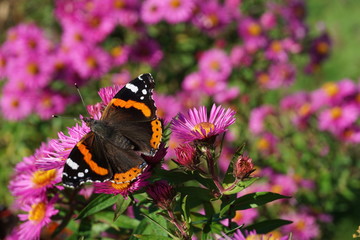 Admiral im Spätsommer