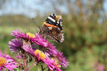Admiral im Spätsommer