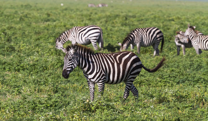 Fototapeta na wymiar Small herd of zebras in NgoroNgoro crater. Tanzania, Africa