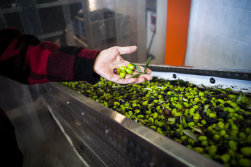 Making of Olive Oil