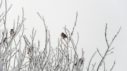 Obraz premium Sparrows sitting on the branches in the cold bright day.