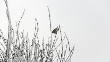 Obraz premium Sparrows sitting on the branches in the cold bright day.