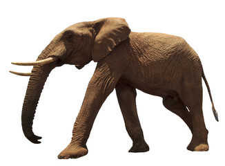 Fototapeta na wymiar African Elephant isolated on white background