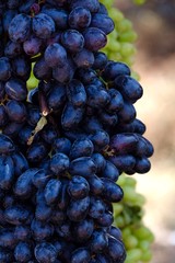 bunch of black and green grapes in the market