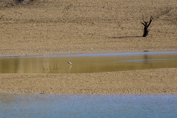 Paysage minimaliste, un héron dans l'eau. Un endroit déserté, terre seche.