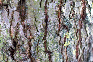 structure of the bark of a tree with cracks and convolutions