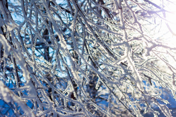 winter, dense branches of a tree covered with hoarfrost, can serve as a pattern