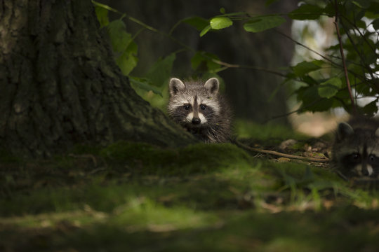 junger Waschbär