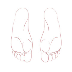  The sole of human foot, realistic anatomical linear pattern.Graphic line. Vector. Isolated on white background