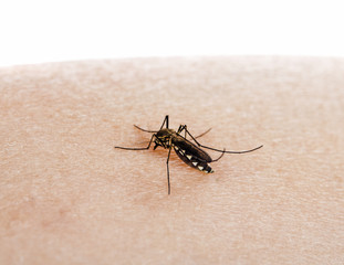 a mosquito is sucking the blood of human arm