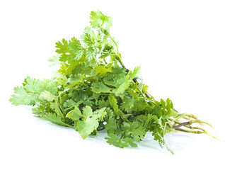 fresh coriander on white background