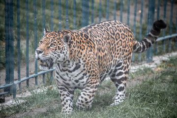 Animal