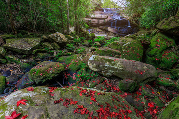 Colourful of maple leafs on the green rocks in autumn season in Phu-Kradueng national park , Thailand.