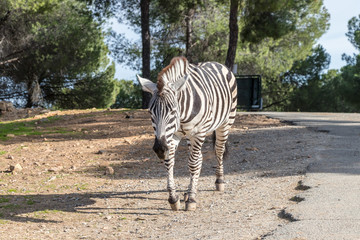 Fototapeta na wymiar Zebra in natural habitat