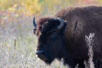 Crossing the prairie in the fall.  © Lisa