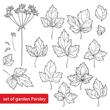 Vector set with outline Parsley or garden parsley leaves and seed in black isolated on white background. Culinary herbs and spices in contour style for food summer design and coloring book.