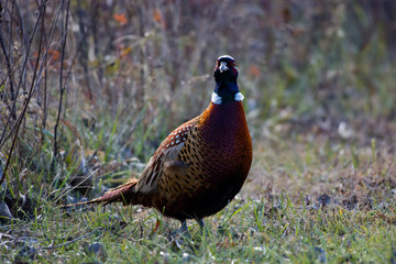 Pheasant staring me down while the hunters are just over the hill. 