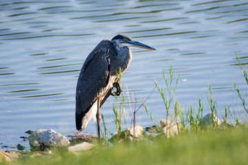 Great Blue Heron taking a break along the banks. 