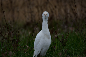 Who are you looking at? Cow Egret staring me down.