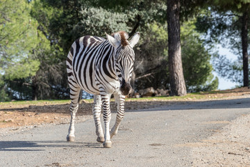 Fototapeta na wymiar Zebra in natural habitat