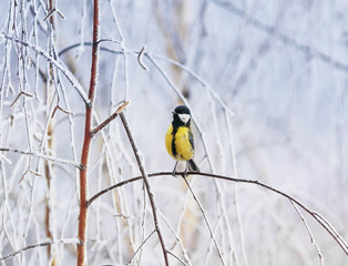 beautiful funny little bird titmouse sitting in the Park in winter the branches are covered with white fluffy frosting