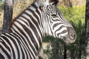 Fototapeta na wymiar Zebra in natural habitat, close-up head detail