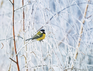 cute little bird titmouse sitting in the Park in winter the branches are covered with white fluffy frosting