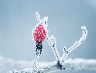 bright red of ripe red berry of wild rose covered with white frosty crystals of frost in the winter...