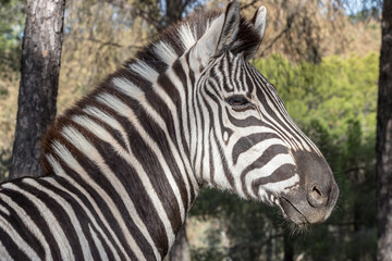 Fototapeta na wymiar Zebra in natural habitat, close-up head detail
