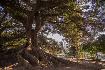 Fototapeta na wymiar Buenos Aires, ARGENTINA - AUGUST 18, 2017: giant gum tree in buenos aires argentina