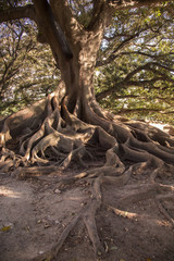 Buenos Aires, ARGENTINA - AUGUST 18, 2017: giant gum tree in buenos aires argentina
