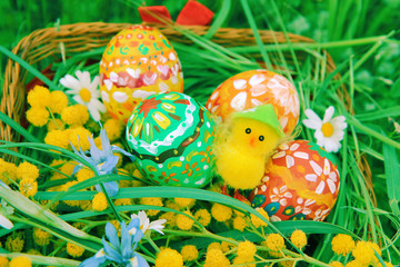 Hand painted colorful Easter eggs, cute little easter chicken, bright yellow mimosa branch and wildflowers in the wicker homemade basket with green meadow in the background.