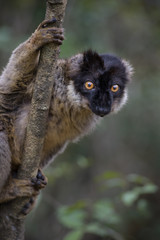 Brown Lemur - Eulemur fulvus, Madagascar rain forest. Safari in Madagascar. Cute primate.