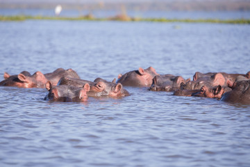 Fototapeta premium Hipopotamos in lake naivasha in kenya africa