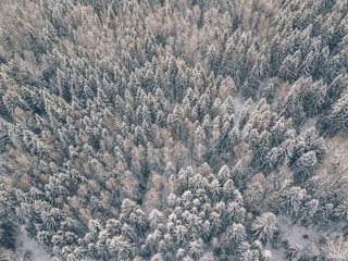 aerial view of winter forest covered in snow and frost.