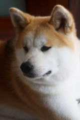 Akita inu dog portrait.