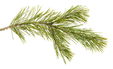 pine branch isolated on white background