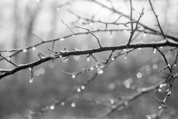 Fototapeta na wymiar Frozen water droplets on a tree branch