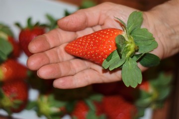 strawberry in woman hand