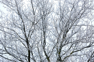 Fototapeta na wymiar abstract frozen tree