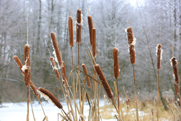 abstract cane bush © Pavlo Klymenko