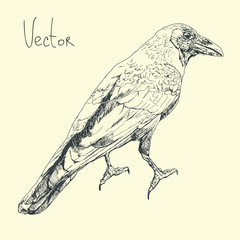 Fototapeta na wymiar Hand draw illustration with raven in vector.