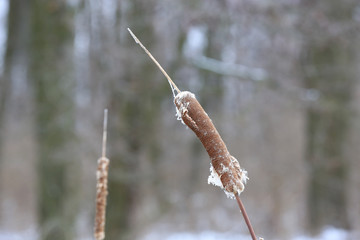 abstract cane close-up © Pavlo Klymenko