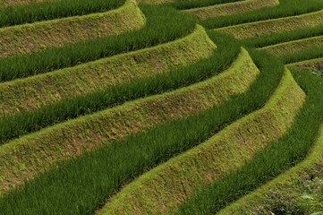 Detail of the beautiful Longsheng Rice Terraces in the province of Guangxi in China; Concept for travel in China