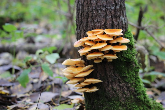 Group of mushrooms growing on a tree on a late autumn.