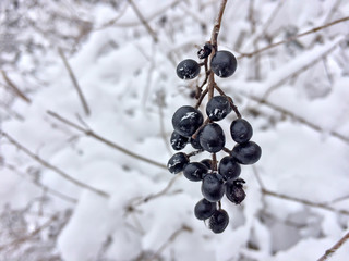 frozen berries on a snowy background