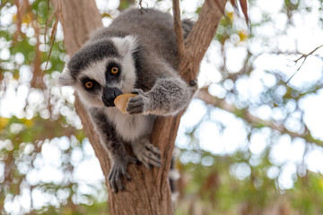 Lemur. Nice photo of a ring-tailed lemur of Madagascar eating piece of apple fruit. © theartofpics