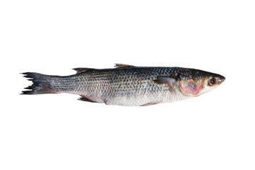 Whole fresh grey mullet on white background