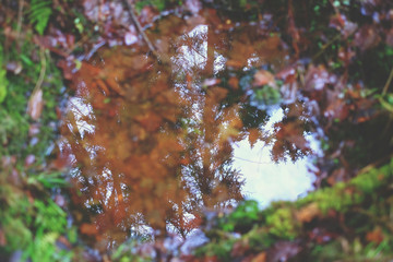 Reflection in the forest