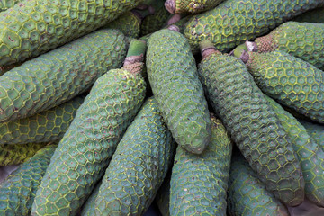 Monstera deliciosa fruit. Tropical fruits background. Known as fruit salad plant tree, ceriman, Swiss cheese plant, monster fruit, monstereo, Mexican breadfruit locust, windowleaf balazo